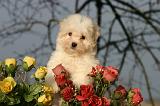 COTON DE TULEAR 003